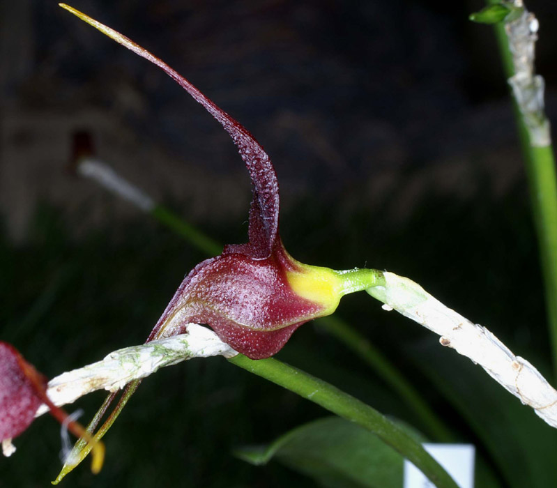 Masdevallia whiteana Merlimont 250308 (6)