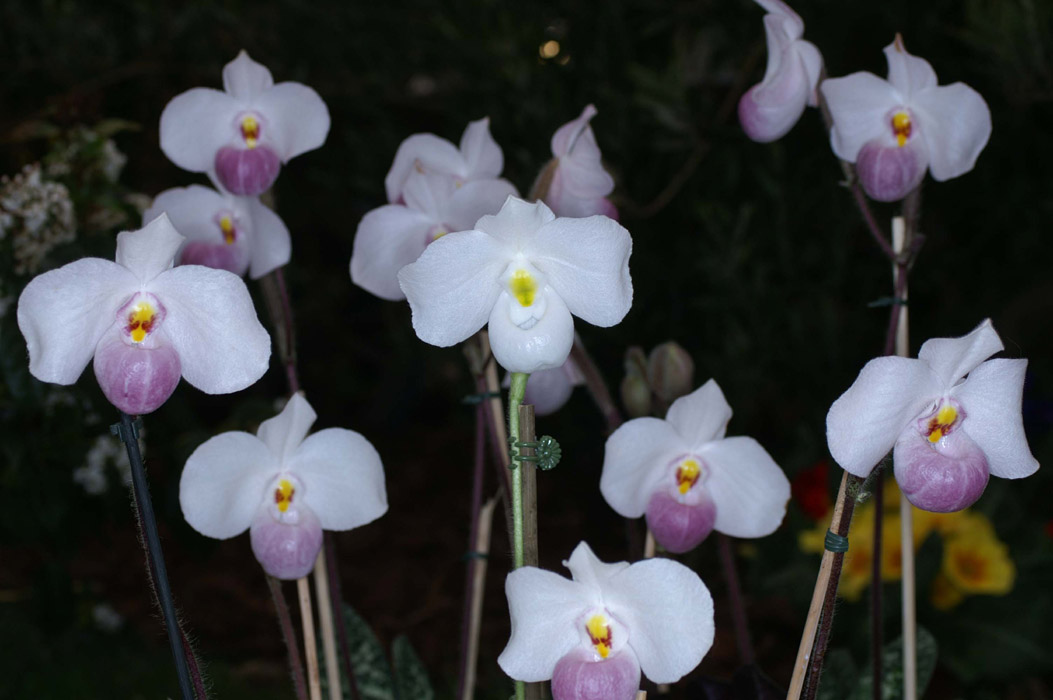 Paphiopedilum delenatii Merlimont 250308 (22)