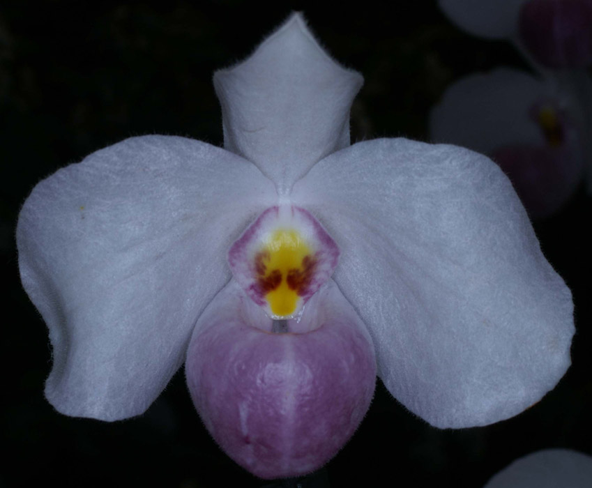 Paphiopedilum delenatii Merlimont 250308 (24)