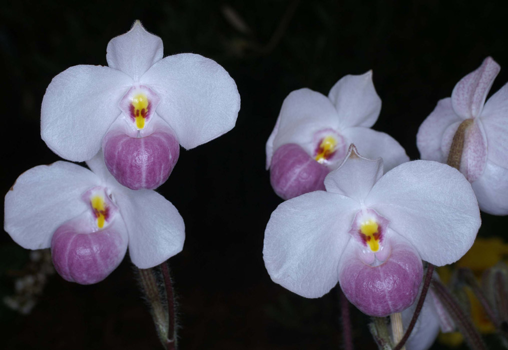 Paphiopedilum delenatii Merlimont 250308 (25)