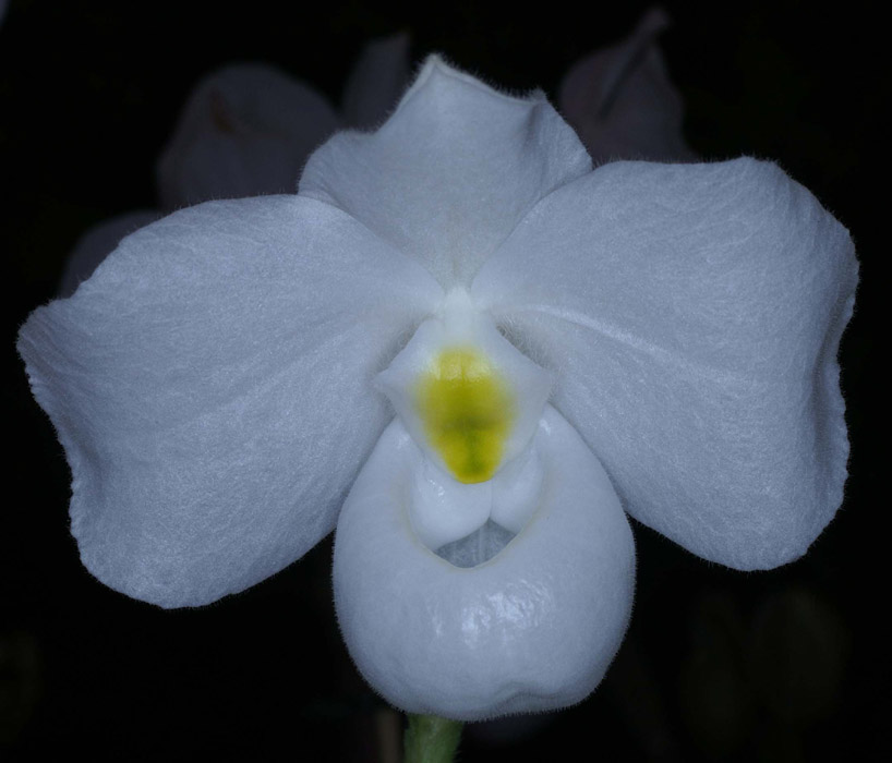 Paphiopedilum delenatii var album Merlimont 250308 (23)