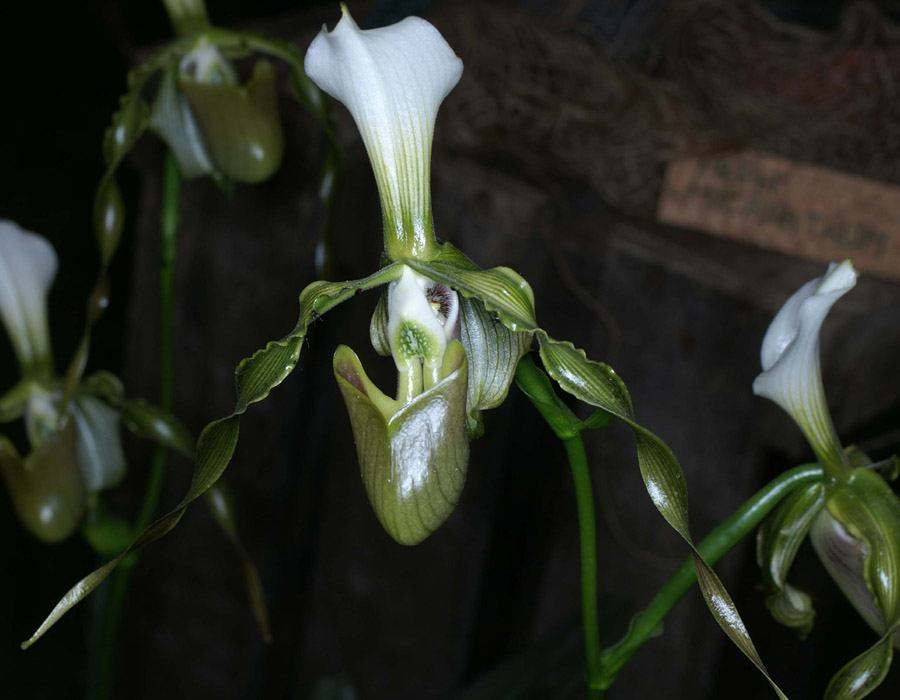 Paphiopedilum dianthum Merlimont 250308 (57)