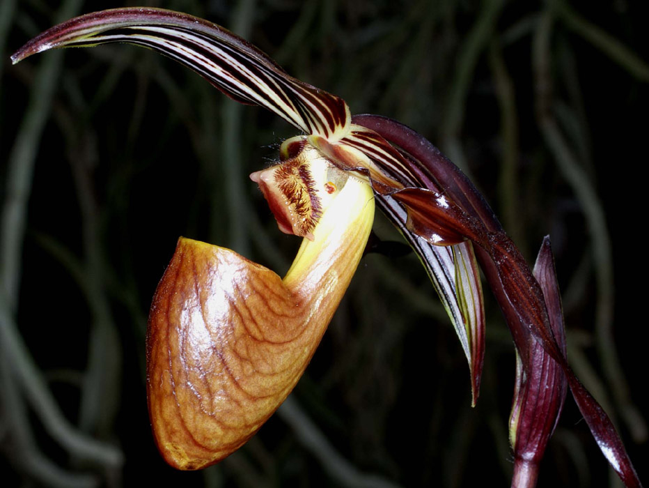 Paphiopedilum gardineri Merlimont 250308 (35)