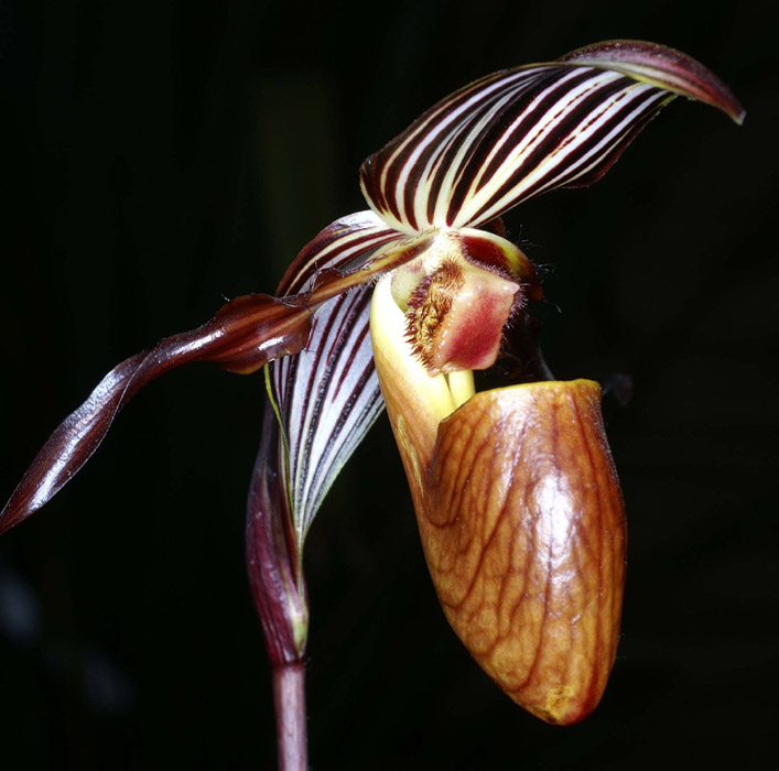 Paphiopedilum gardineri Merlimont 250308 (36)