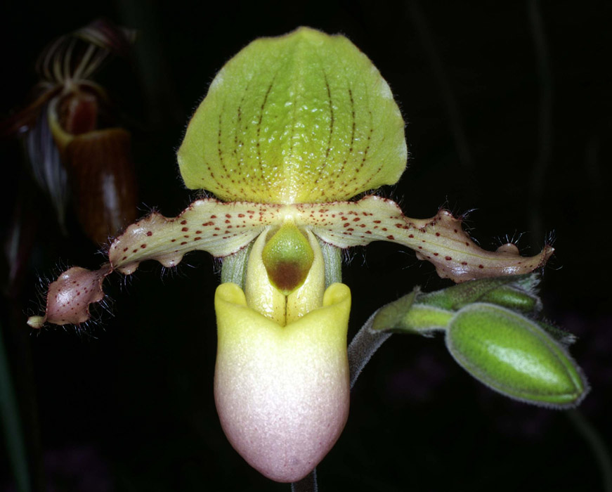 Paphiopedilum glaucophyllum Merlimont 250308 (32)