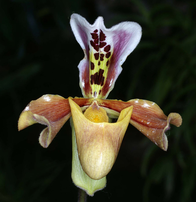 Paphiopedilum gratrixianum Merlimont 250308 (53)