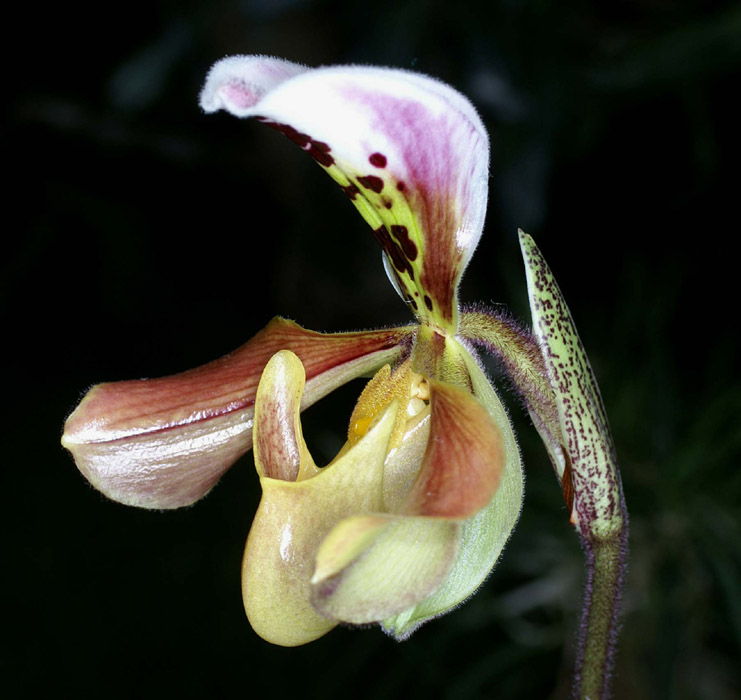 Paphiopedilum gratrixianum Merlimont 250308 (54)