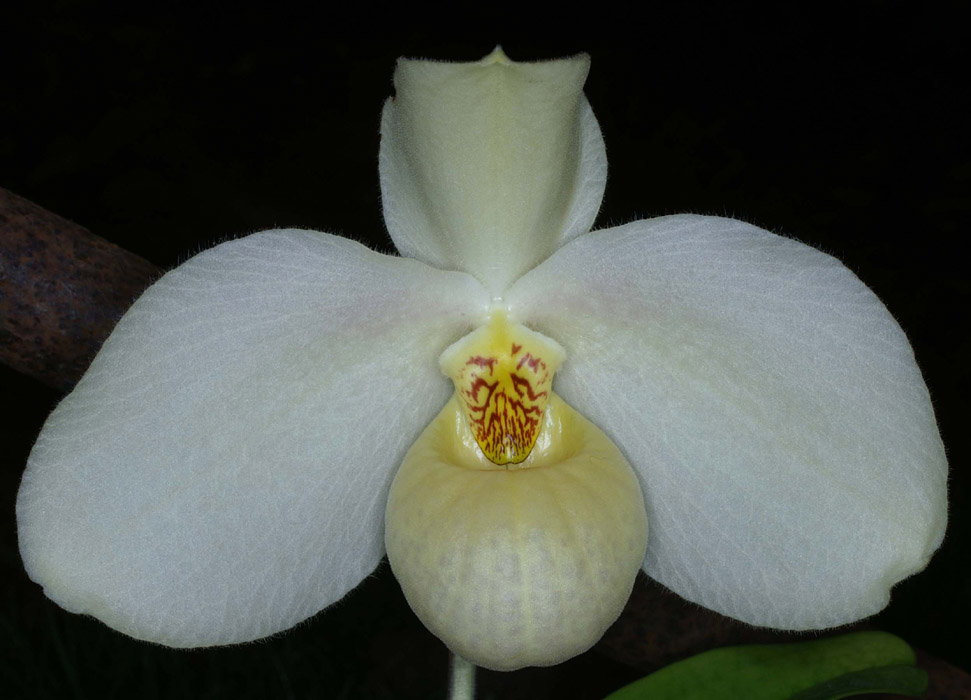 Paphiopedilum hangianum Merlimont 250308 (20)