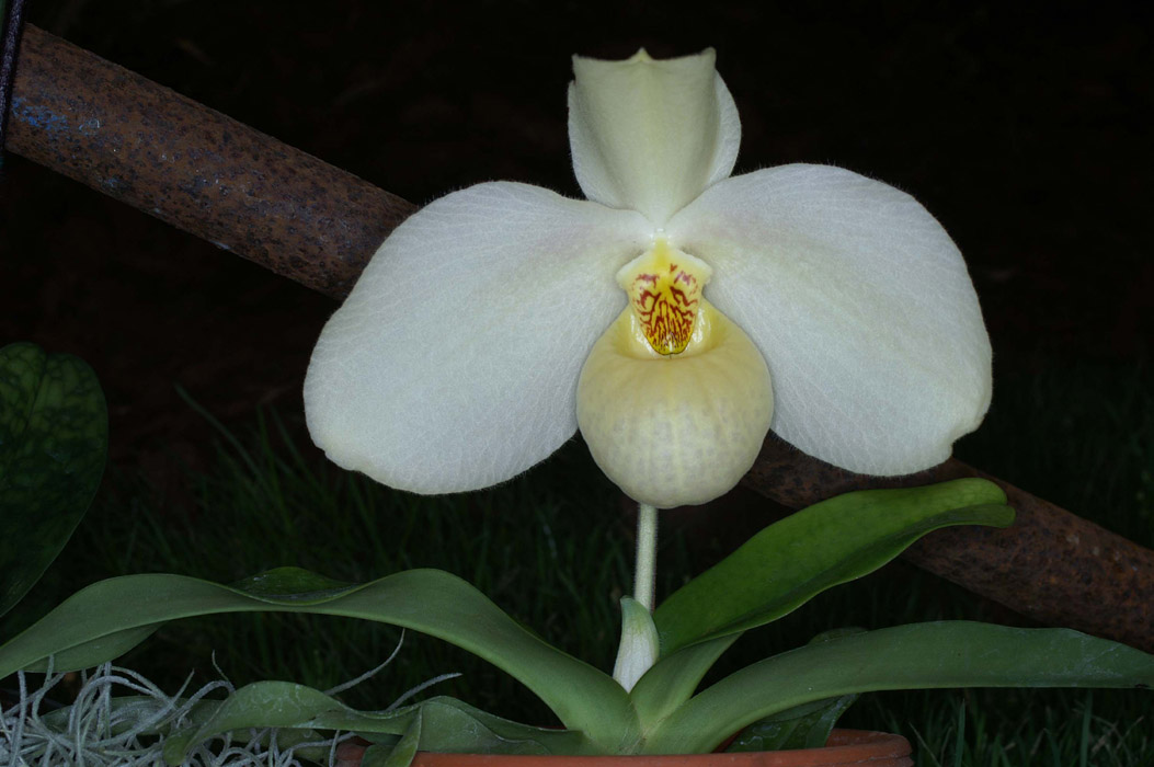 Paphiopedilum hangianum Merlimont 250308 (21)