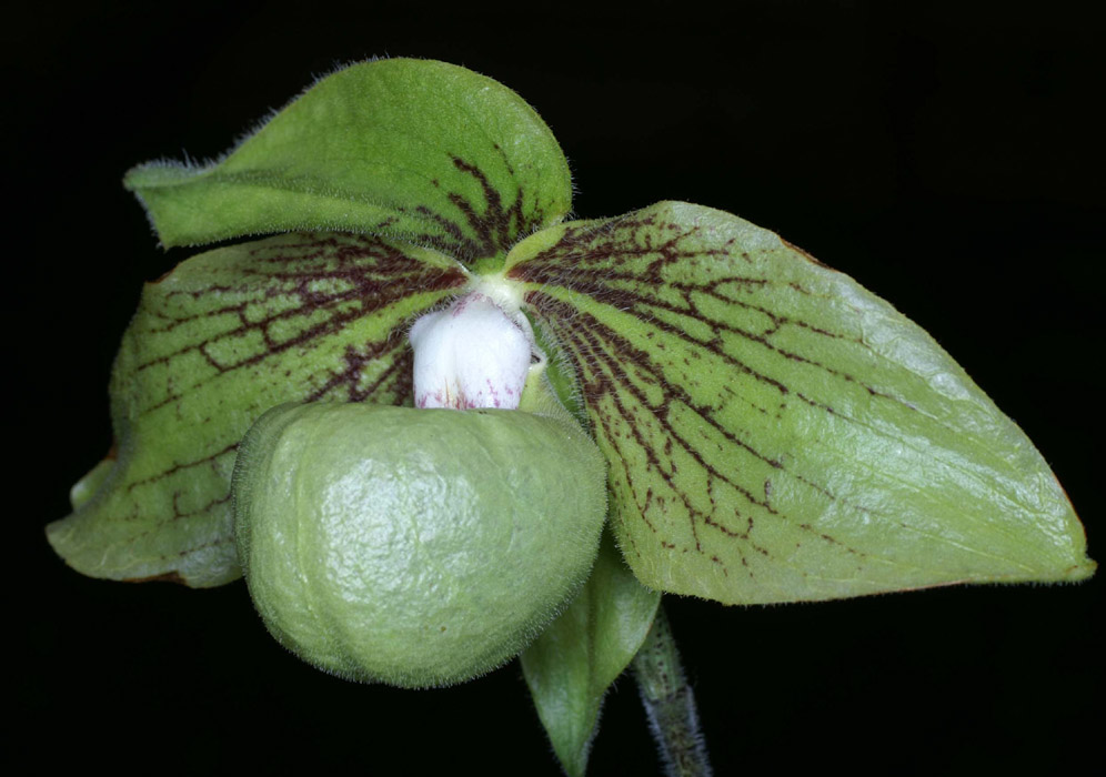 Paphiopedilum jackii Merlimont 250308 (49)