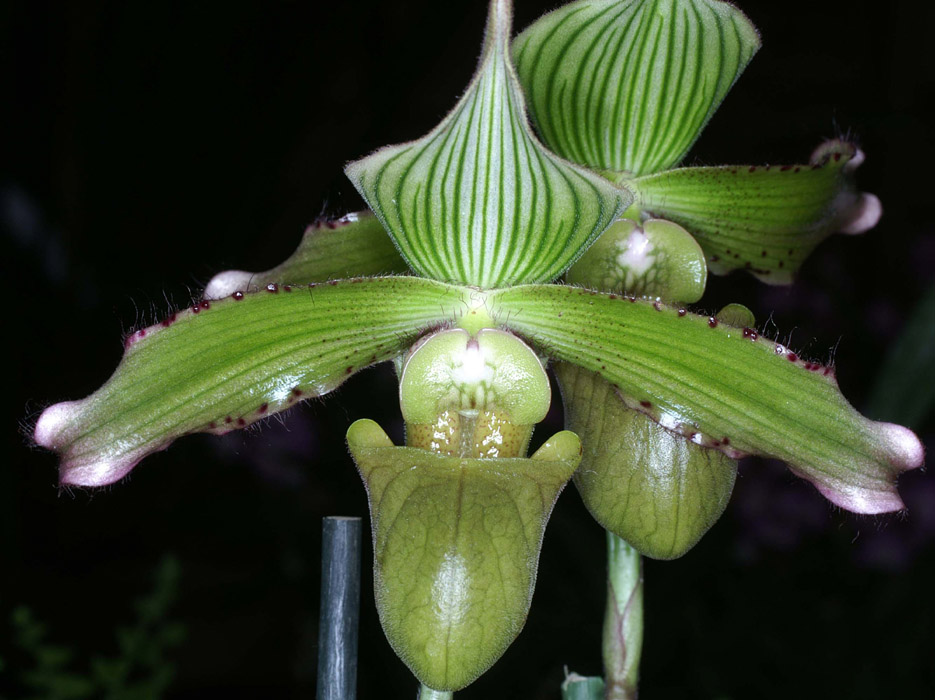 Paphiopedilum javanicum Merlimont 250308 (34)