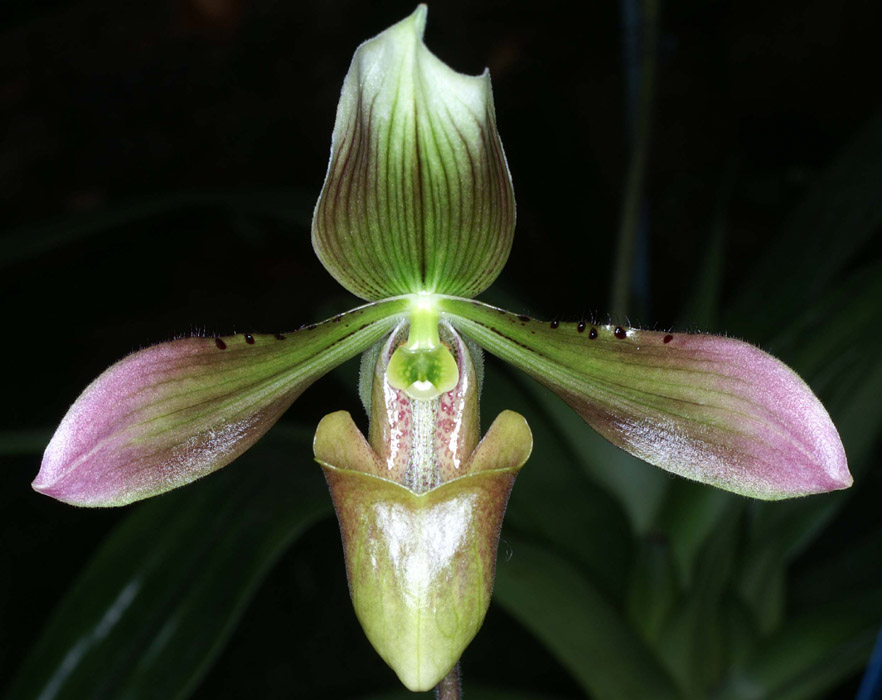 Paphiopedilum siamense Merlimont 250308 (40)