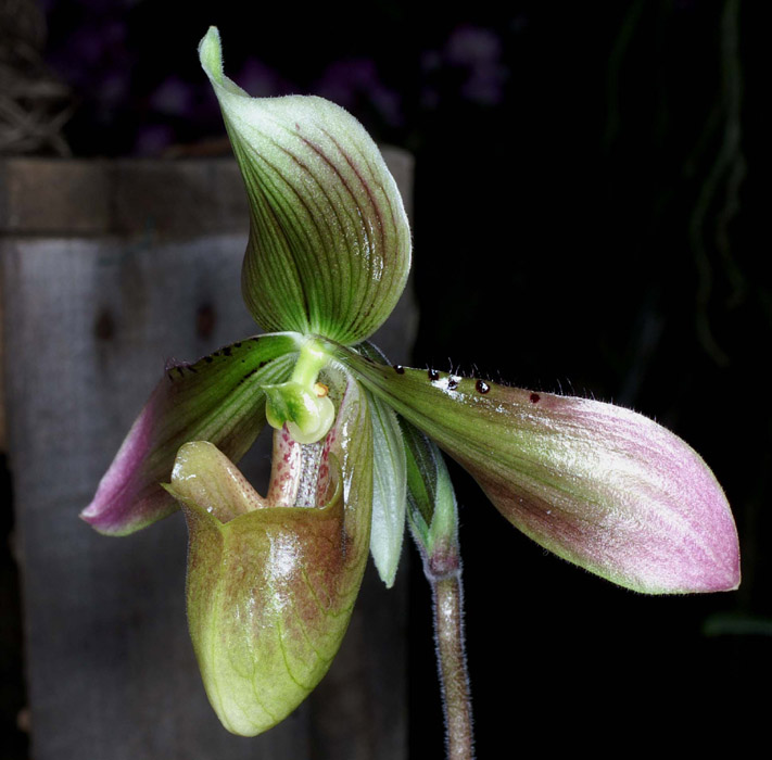 Paphiopedilum siamense Merlimont 250308 (41)