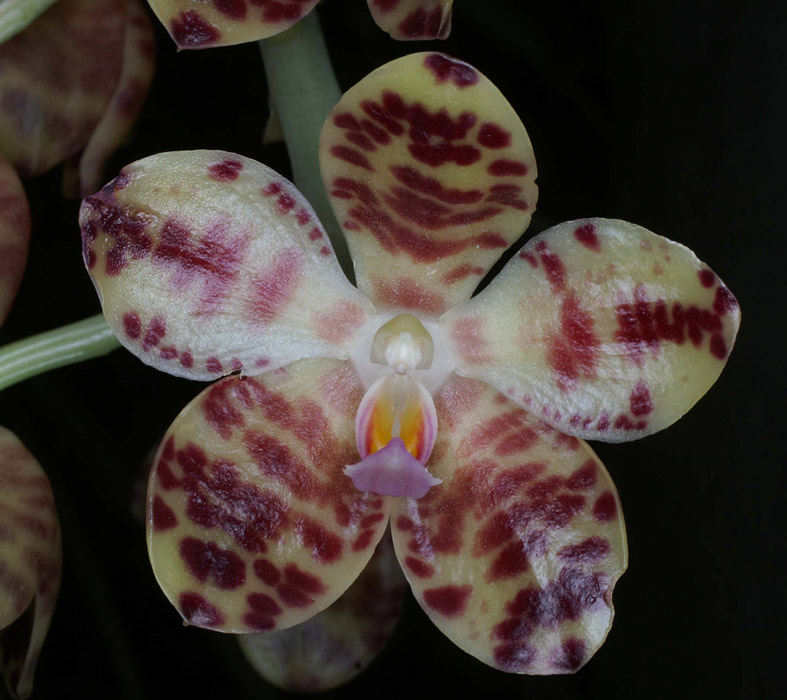 Phalaenopsis gigantea Merlimont 250308 (15)