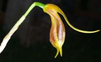 Masdevallia pastinata Merlimont 250308 (9)