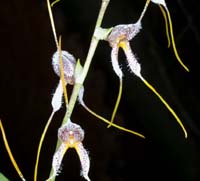 Masdevallia stathulufolia Merlimont 250308 (2)