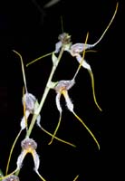 Masdevallia stathulufolia Merlimont 250308 (3)