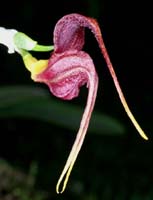 Masdevallia whiteana Merlimont 250308 (4)