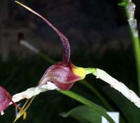 Masdevallia whiteana Merlimont 250308 (6)