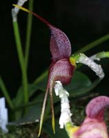 Masdevallia whiteana Merlimont 250308 (7)