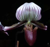 Paphiopedilum barbatum Merlimont 250308 (18)