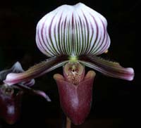 Paphiopedilum barbatum Merlimont 250308 (19)