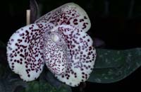 Paphiopedilum bellatulum Merlimont 250308 (11)