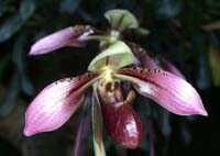 Paphiopedilum cerveranum Merlimont 250308 (50)