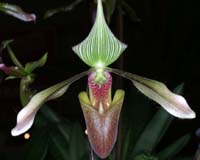 Paphiopedilum dayanum Merlimont 250308 (16)