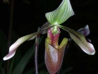 Paphiopedilum dayanum Merlimont 250308 (17)