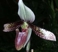 Paphiopedilum dayanum Merlimont 250308 (45)