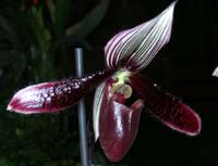 Paphiopedilum dayanum vinicolor Merlimont 250308 (43)