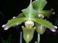 Paphiopedilum javanicum Merlimont 250308 (34)