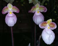 Paphiopedilum micranthum Merlimont 250308 (13)