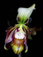 Paphiopedilum sangii Merlimont 250308 (56)