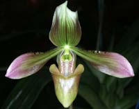 Paphiopedilum siamense Merlimont 250308 (40)