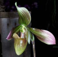 Paphiopedilum siamense Merlimont 250308 (41)