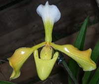 Paphiopedilum villosum var aureum Merlimont 250308 (39)