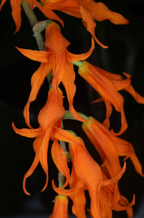 Ada aurantiaca 090308 (155)