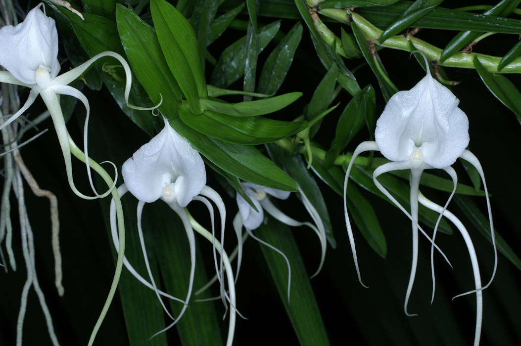 Angraecum germinyanum 090308 (349)