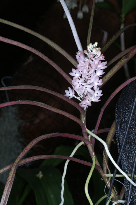 Ascocentrum christensonianum 100308 (115)