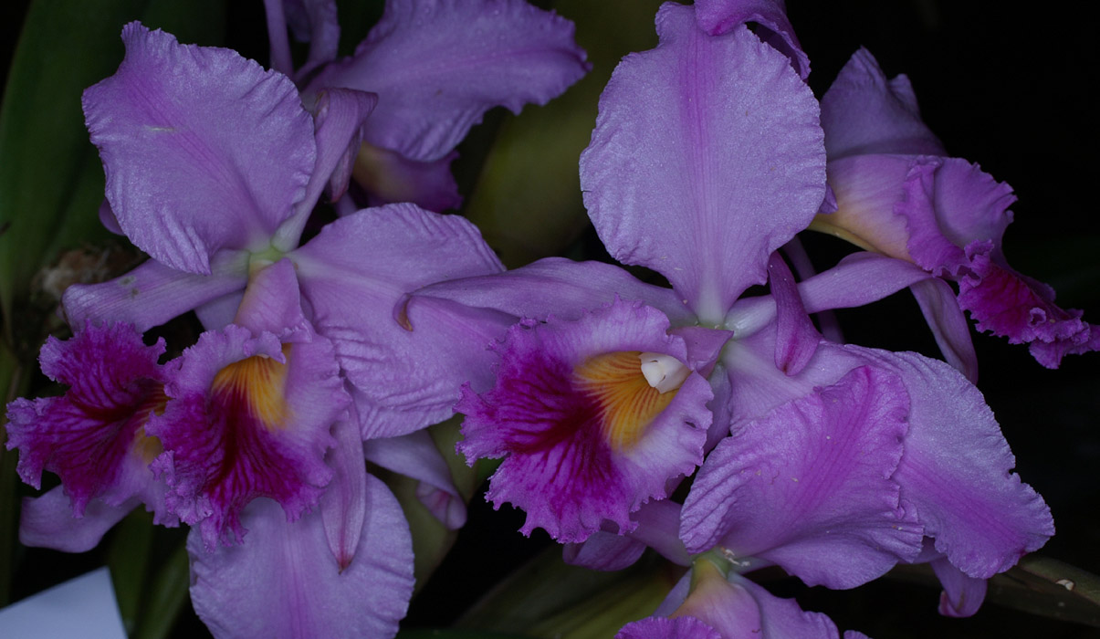 Cattleya labiata 100308 (105)