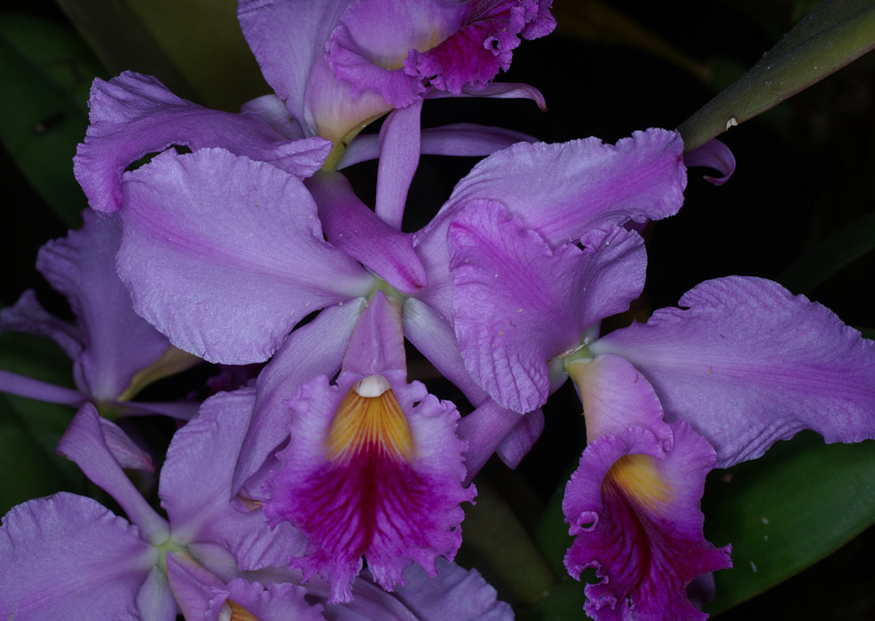 Cattleya labiata 100308 (106)