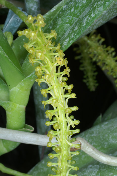 Chamaeangis vesicata 090308 (170)