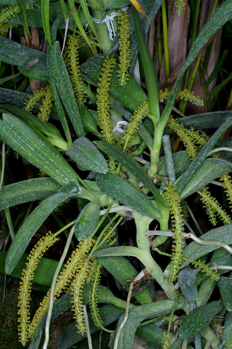 Chamaeangis vesicata 090308 (171)