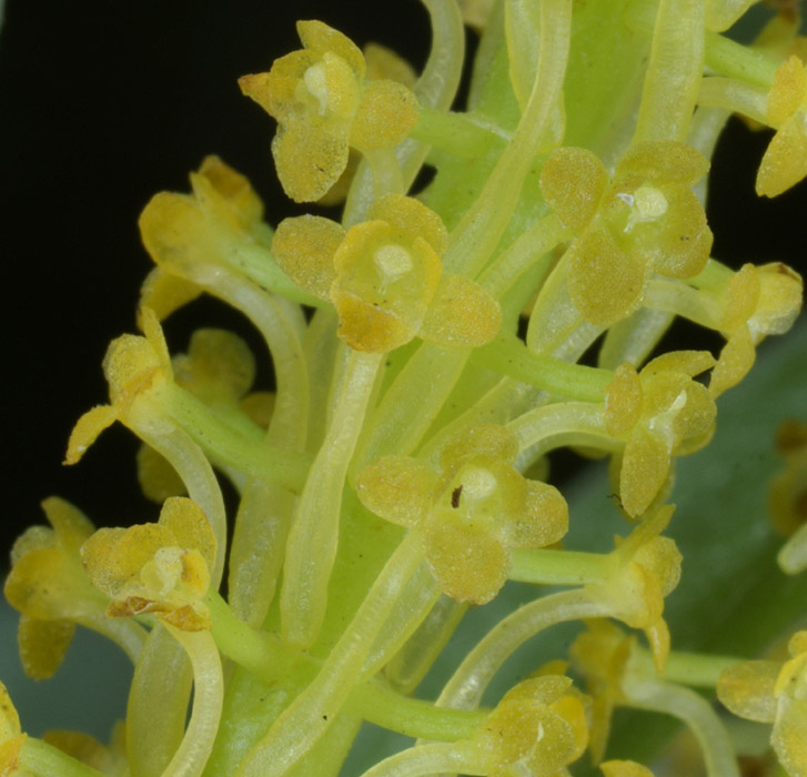 Chamaeangis vesicata 090308 (173)
