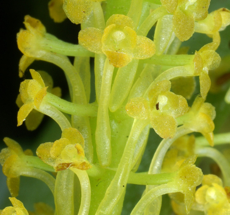 Chamaeangis vesicata 090308 (174)
