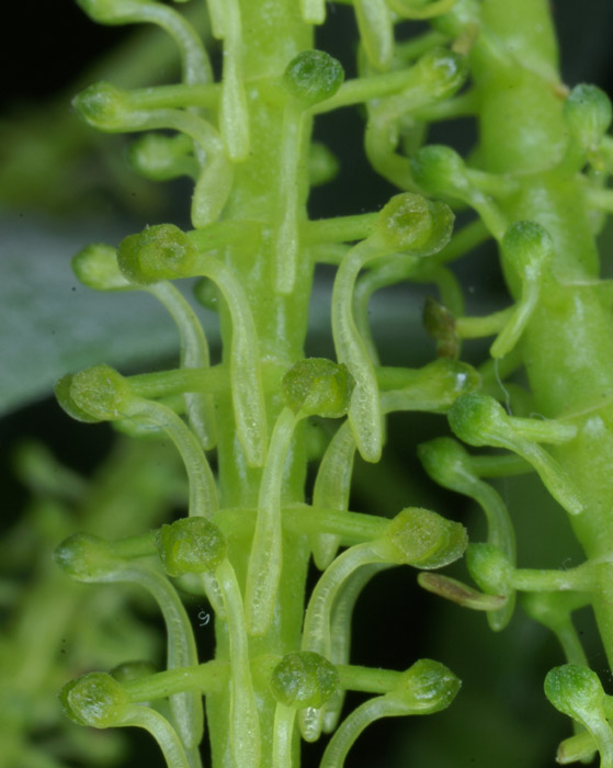 Chamaeangis vesicata 090308 (175)