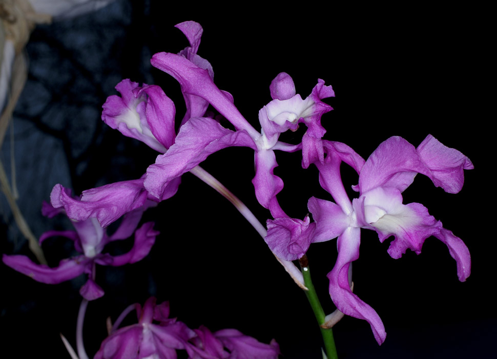 Chomburgkia undulata 090308 (176)