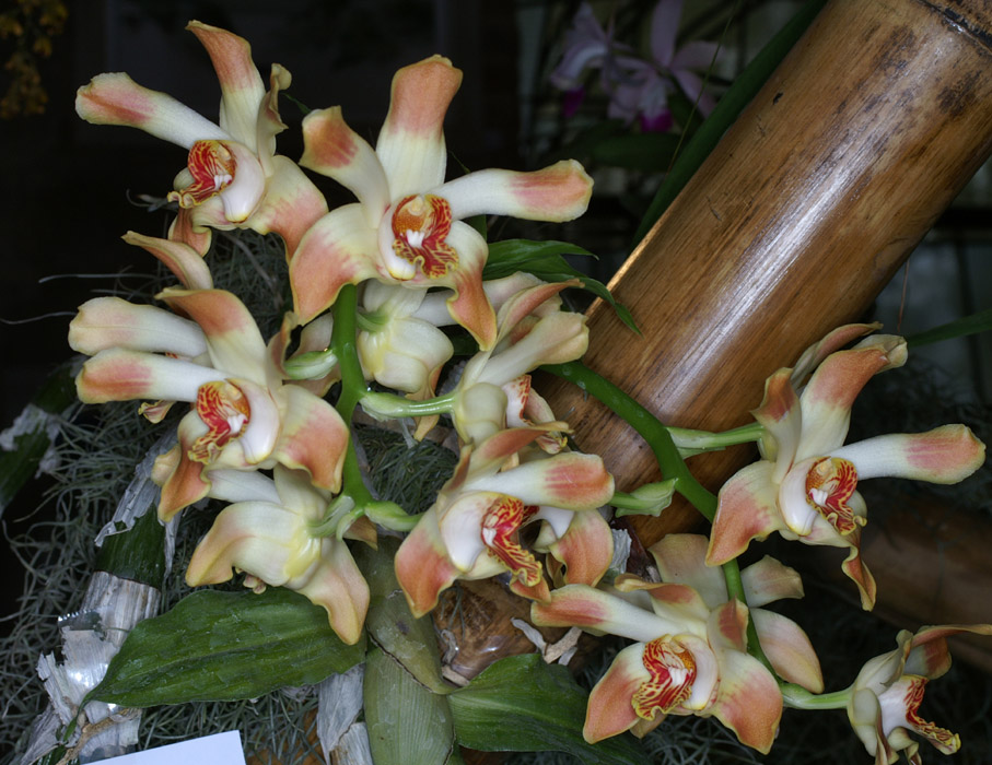 Chysis aureum 090308 (116)